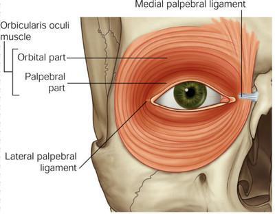 Orbicularis oculi - ring-like band of muscle which lowers the entire eyebrows and closes eyelids.