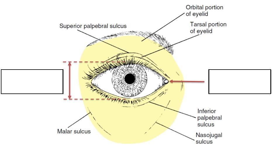 Closes eyelid gently in involuntary or reflex blinking - Lacrimal: facilitates emptying of lacrimal sac Eyelids Functions: - Cover the eye for protection -