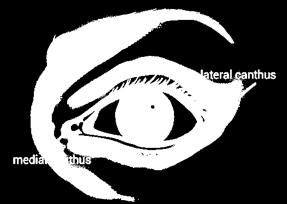 Orbital portion: extends from the tarsus to the eyebrow - Superior palpebral sulcus: the furrow that separates the tarsal and orbital portions - Inferior