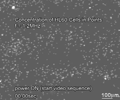 Experimental esults Concentration of particles in Lines and Points VI.1.2 CONCENTATION HL6-CELLS IN POINTS f = 1.