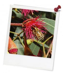 Love Food? Love Bees! Beeing Curious Year 5 & 6 Teacher preparation Overarching learning goal: Students discover the pivotal role bees play in food production and the health of our ecosystems.