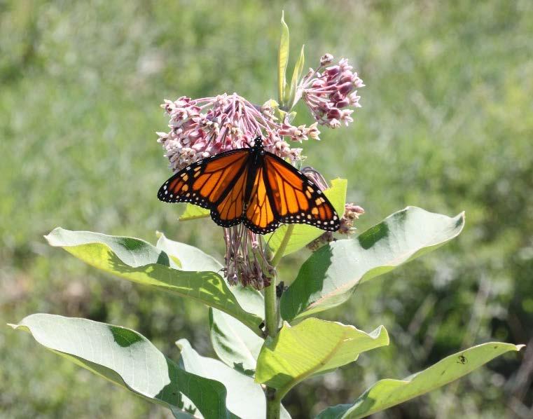 Our goals for this project 1. Inform the Community about the declining Populations of Pollinators (esp. Monarch Butterflies and Bees). 2. Educate the Community of the importance of Pollinators. 3.