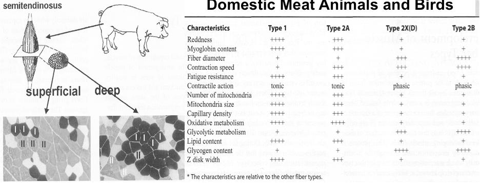 Whole Body Animal Growth Characteristics