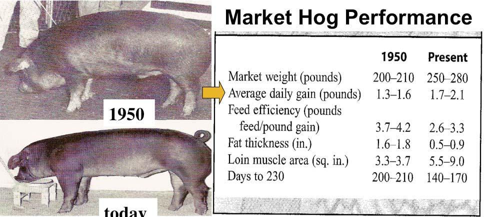 Animal Growth & Development Market Hog Performance 1950 today Animal Growth & Development 1950 today The economic contribution of meat animal production in