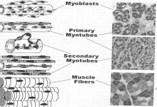 Multinucleated units like skeletal muscle cells are incapable of undergoing division. Myoblasts or muscle cell precursors are responsible for increasing muscle mass.