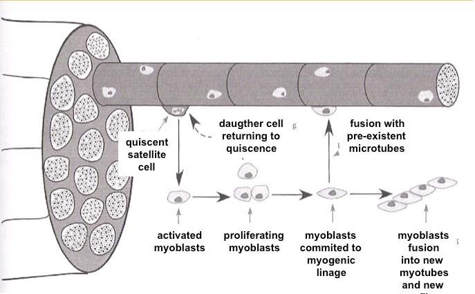 Satellite Cells quiscent satellite cell daugther cell returning to quiscence fusion with pre-existent microtubes activated myoblasts proliferating myoblasts myoblasts commited to myogenic linage