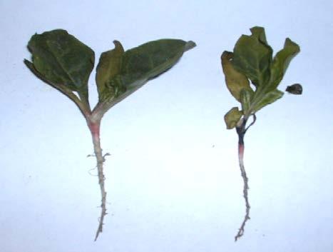 a biological method for plant protection against root rot and stimulation of growth of sugar beet will be developed.