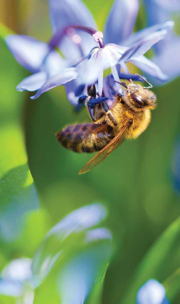 Pollinators and Land Health Land management with pollinators in mind can help attain land health and improve ecosystem functionality.