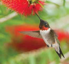 The hummingbirds migratory corridor depends on reliable nectar resources to fuel their journey. Their migration connects landscapes and impacts ecosystem services throughout the Western US.