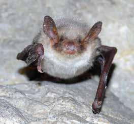 Bats of the Southwest There are 47 species of bats in the US, occurring throughout the country but they are only considered pollinators in the Southwestern US.