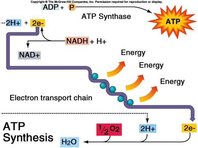 35 CHEMIOSMOSIS: The Energy Coupling mechanism.