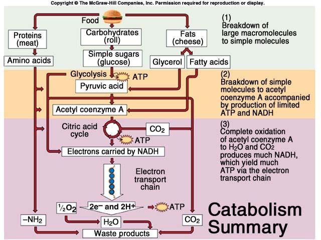 43 Proteins, Fats and Carbohydrates are ALL capable of being used in Cellular Respiration!