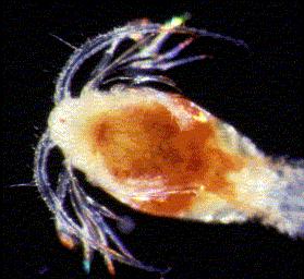 Copepods - These tiny crustaceans the size of a rice grain are estimated to be most numerous multicellular animals on earth.