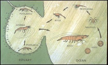 Life cycle of shrimp POST LARVA PROTOZOEA JUVENILE