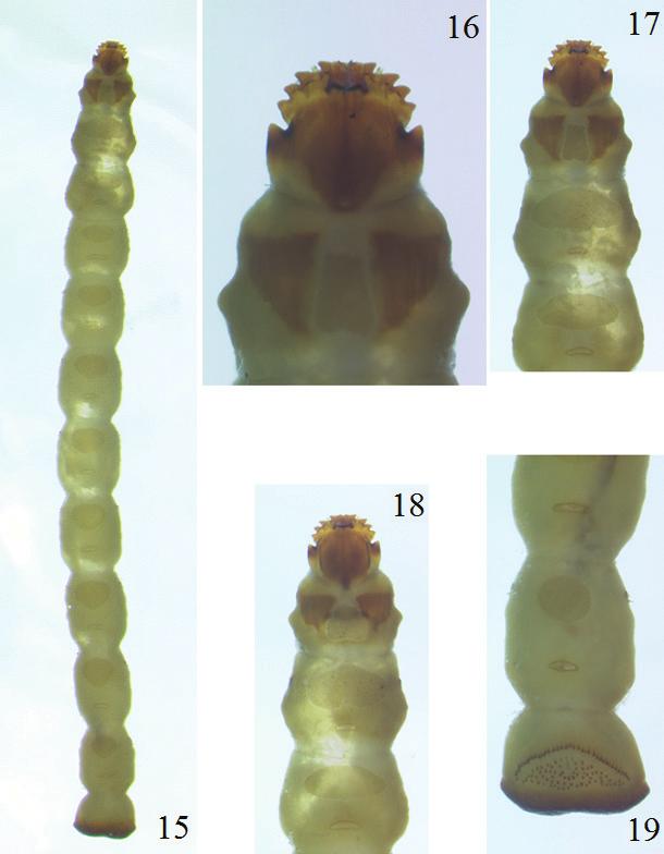 30 INSECTA MUNDI 0421, June 2015 OTTO Figures 15 19. Microrhagus pectinatus, fifth instar. 15) Dorsal habitus. 16) Head, dorsal view.