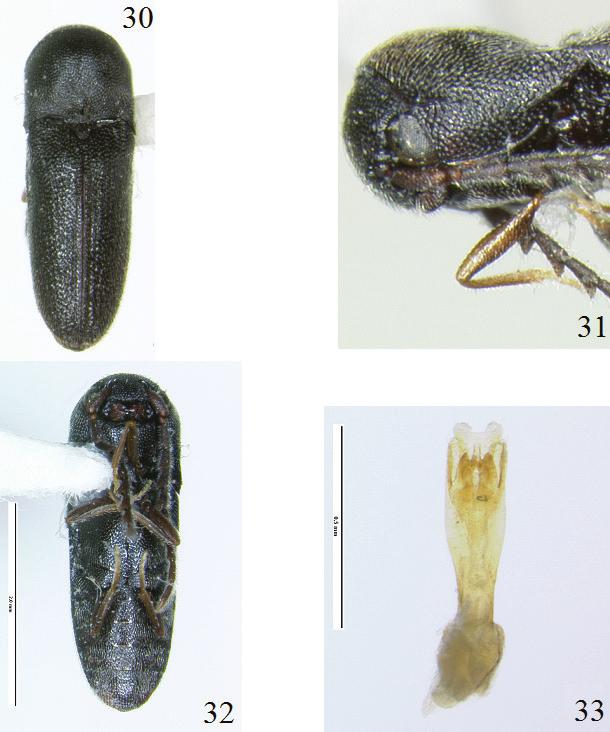 34 INSECTA MUNDI 0421, June 2015 OTTO Figures 30 33. Microrhagus opacus Otto. 30) Holotype, dorsal view.