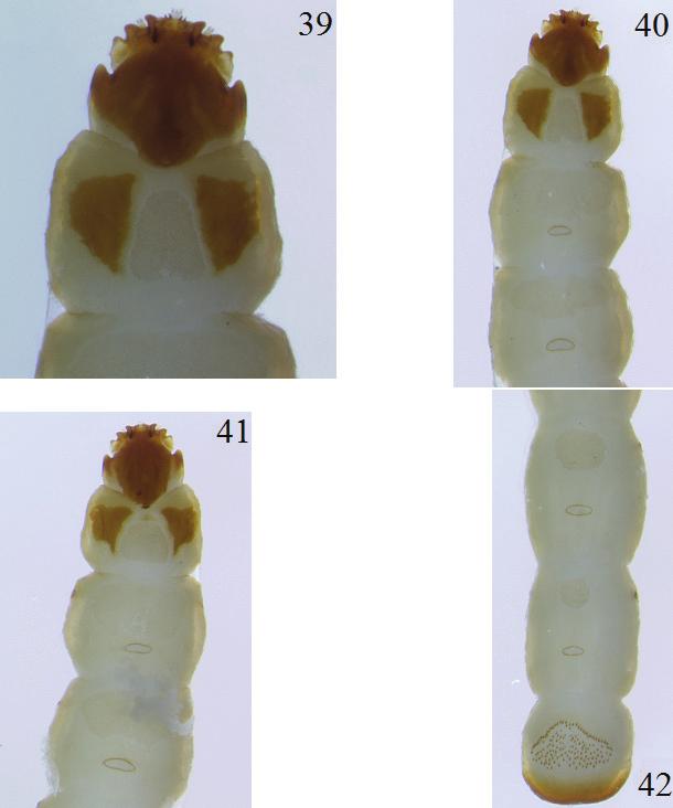 EUCNEMID LARVAE OF THE NEARCTIC REGION INSECTA MUNDI 0421, June 2015 37 Figures 39 42. Microrhagus breviangularis, fifth instar. 39) Head, dorsal view of paratype.