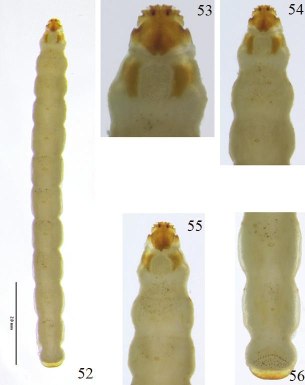 EUCNEMID LARVAE OF THE NEARCTIC REGION INSECTA MUNDI 0421, June 2015 41 Figures 52 56. Microrhagus carinicollis, fifth instar. 52) Dorsal habitus of paratype.