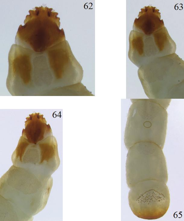 44 INSECTA MUNDI 0421, June 2015 OTTO Figures 62 65. Microrhagus lecontei, fifth instar. 62) Head, dorsal view of paratype.