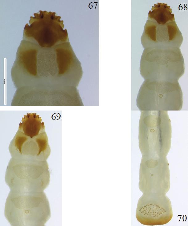 46 INSECTA MUNDI 0421, June 2015 OTTO Figures 67 70. Microrhagus triangularis, fifth instar. 67) Head, dorsal view.