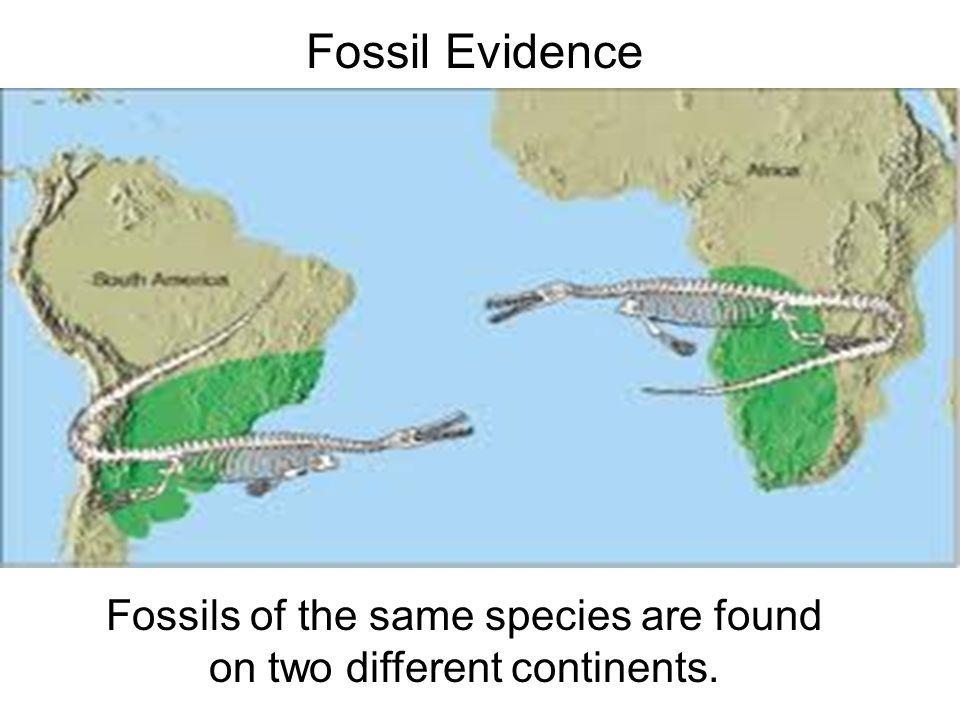 Wegener found identical fossils on the matching coastlines of both South America and