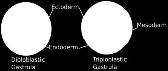 The Germ Layers Through the process of gastrulation, 2 or 3 germ layers are produced from which the overall body plan and all body structures develop.