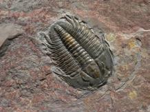 the fossil record.