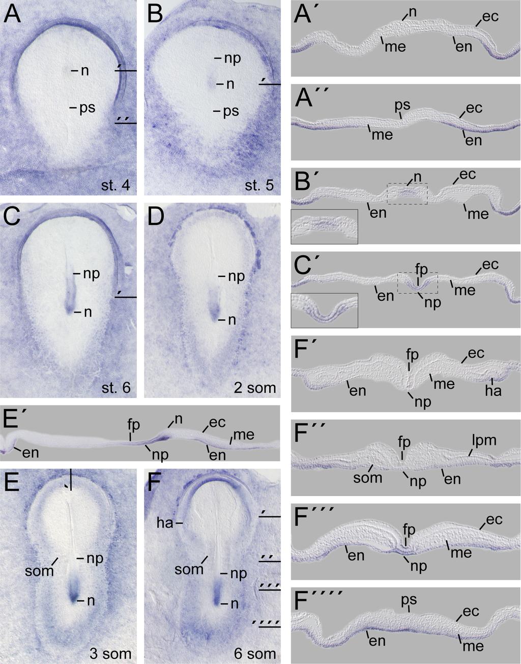 Results Fig. 8 Expression of Indian hedgehog (Ihh) in rabbit gastrula and neurula stage embryos. Whole mount in situ hybridisation of defined stages using a specific antisense probe against Ihh.