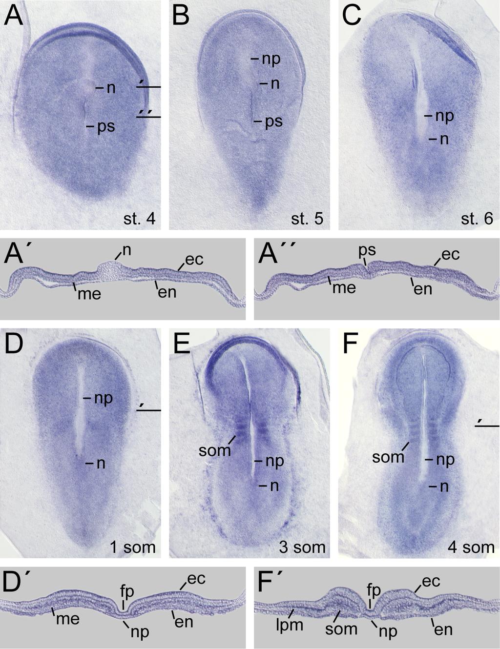 Results Fig. 9 Expression of Smoothened (Smo) in rabbit gastrula and neurula stage embryos. Whole mount in situ hybridisation of defined stages using a specific antisense probe against Smo.