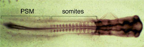 vertebrates use a different mechanism of somitogenesis pre-somitic mesoderm Caudal