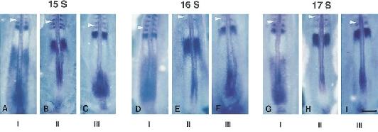 in-situ hybridisation against c-hairy1 mrna c-hairy is the homologue of the Drosophila pair-rule