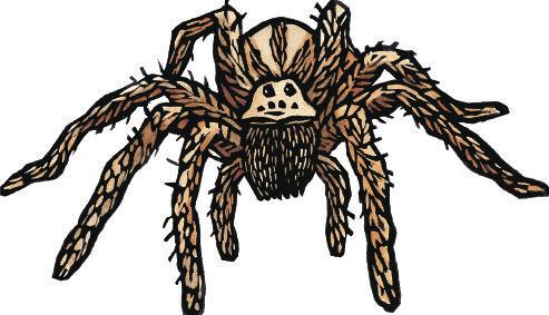 Problems with Wolf Spiders Wolf spiders have eight eyes and two fangs. Use this information to solve these problems.