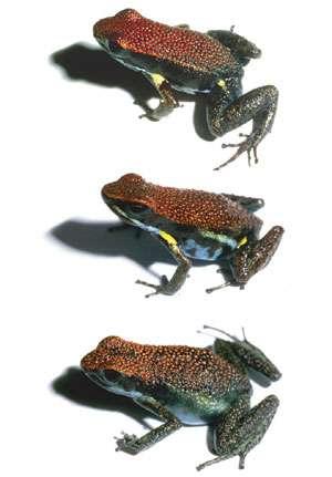Mimicry: harmless frog is very similar to poisonous frogs Top: the harmless mimic, Allobates zaparo.