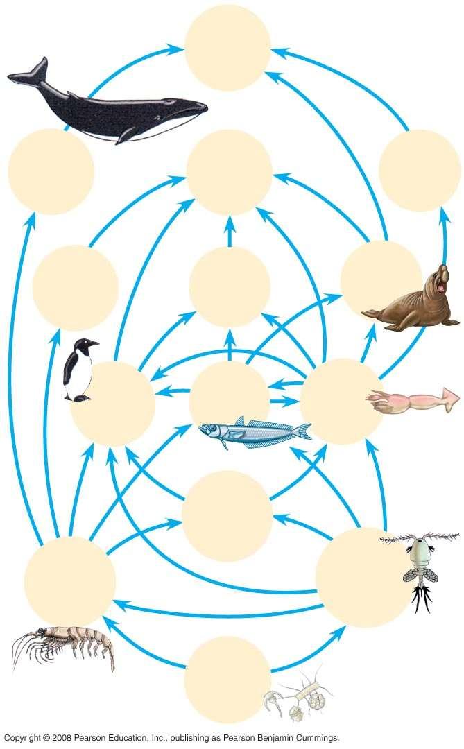 Food Webs Baleen whales Crab-eater seals Humans Smaller toothed