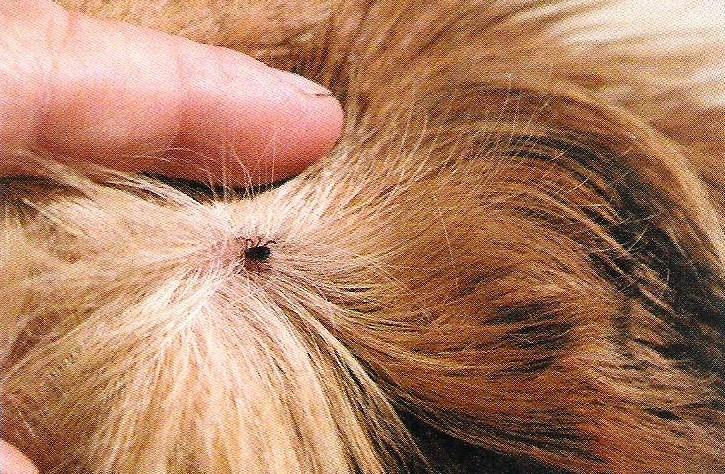 SYMBIOSIS - Parasitism Tick in a dog s fur Many parasites do not cause disease.
