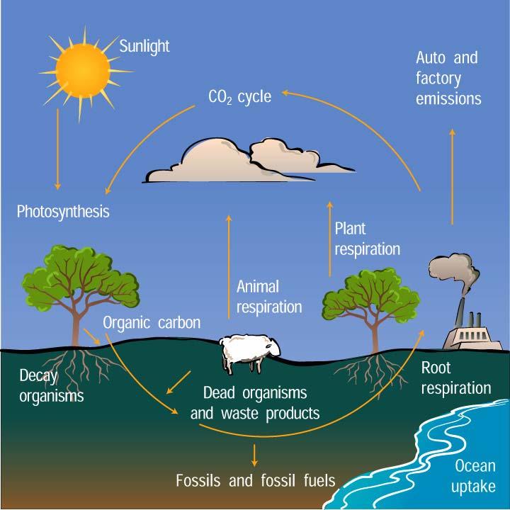 Carbon Cycling How are life and the earth related?