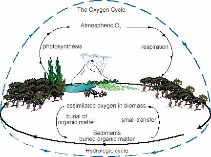 A largely biological oxygen cycle http://telstar.ote.