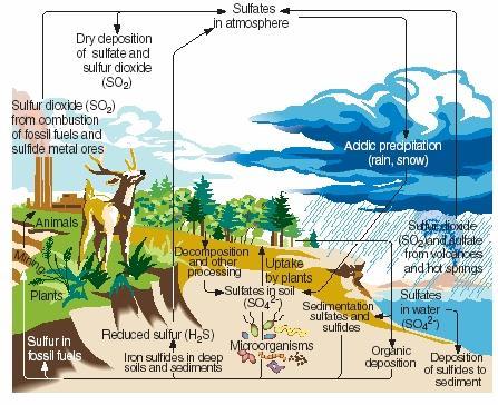 A mostly biological oxygen cycle http://www.
