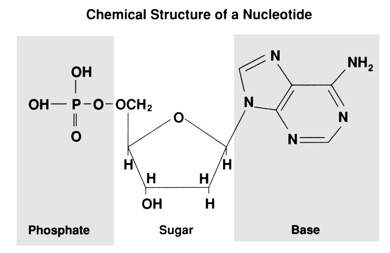 Nucleic Acids - Nucleotides A nucleotide has three chemical parts: a five carbon sugar (ribose in RNA and