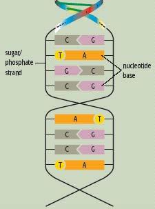 Nucleic Acids - Nucleotides In each nucleotide strand, the sugar molecule of one nucleotide binds to the phosphate group of the next nucleotide, leaving the nitrogenous base sticking out from each