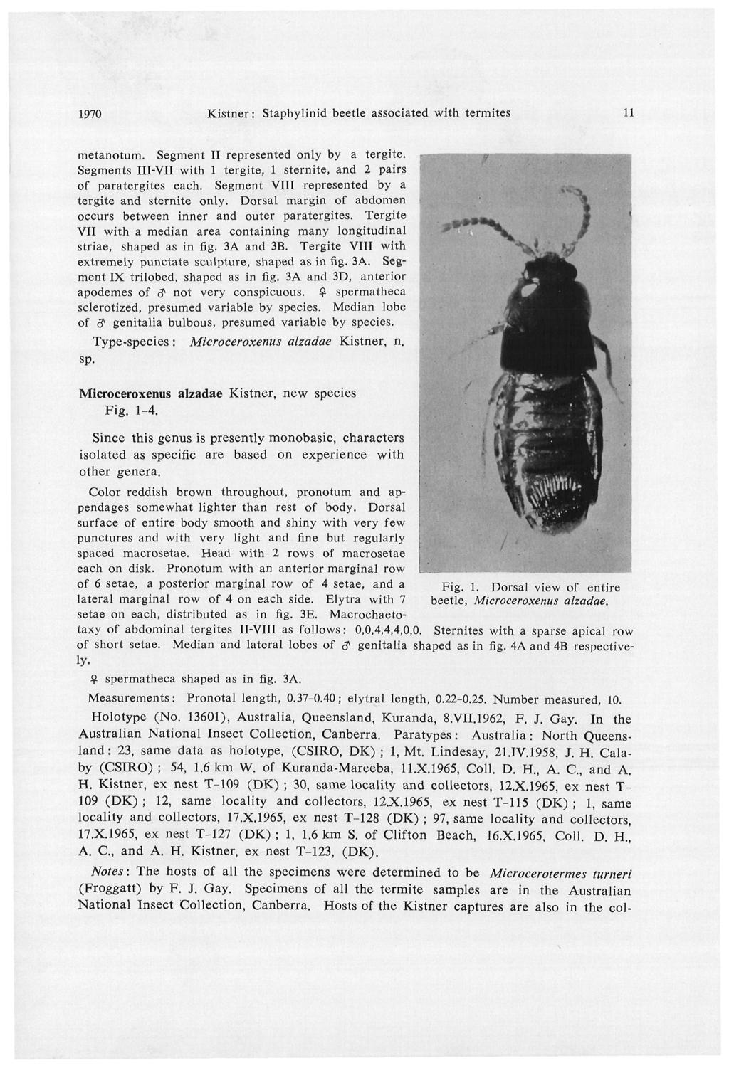 1970 Kistner: Staphylinid beetle associated with termites ll metanotum. Segment II represented only by a tergite. Segments III-VII with 1 tergite, 1 sternite, and 2 pairs of paratergites each.