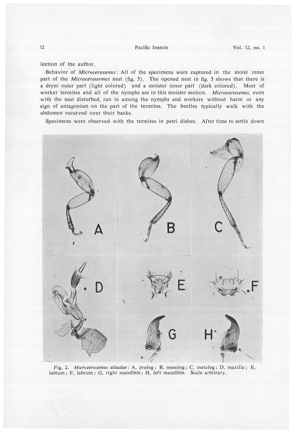 12 Pacific Insects Vol. 12, no. 1 lection of the author. Behavior of Microceroxenus: All of the specimens were captured in the moist inner part of the Microcerotermes nest (fig. 5).