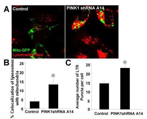 Supplement Figure S2. Loss of PINK1 promotes lysosomal expansion.