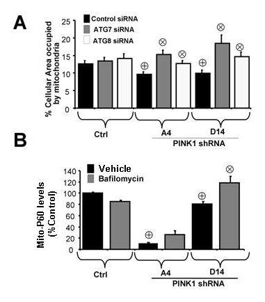 Supplement Figure S3. Loss of PINK1 promotes mitochondrial degradation through autophagy.