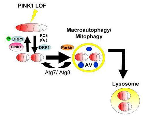Supplement Figure S6. Working model for a role of PINK1 in mitophagy and mitochondrial morphology regulation.
