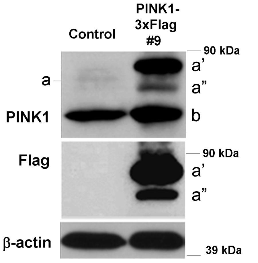 Supplement Figure S8. PINK1-3X-Flag expression and processing in clone #9.