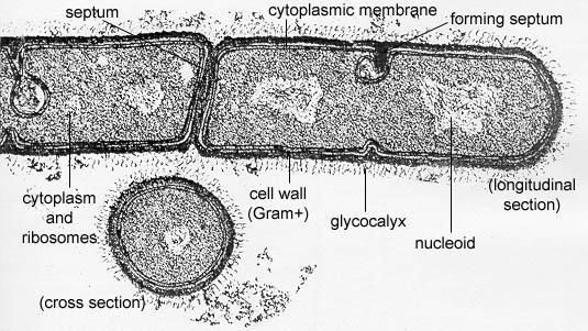 Prokaryotic Cells: Cells that lack a membrane-bound nucleus are