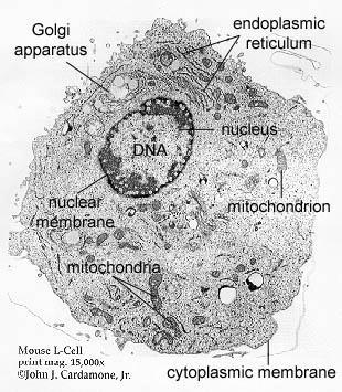 - Contain many small membrane-bound structures (organelles), which carry out specialized functions.