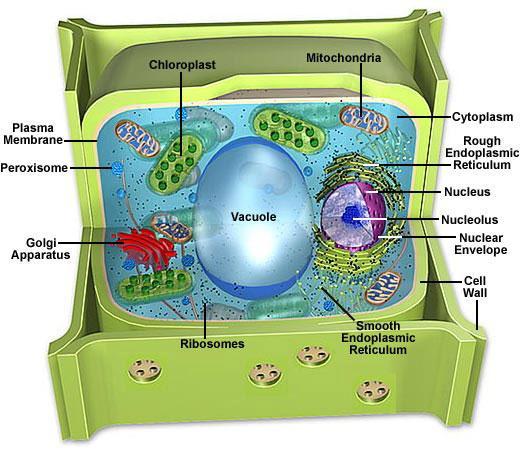Like other eukaryotes, the plant cell is: Plant Cell: enclosed by a plasma membrane allowing nutrients to enter and waste products to leave Unlike