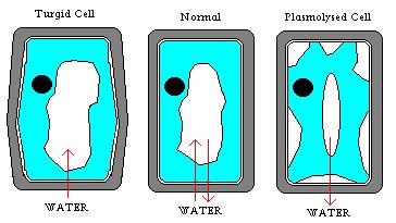 Cells in Solutions of Different Concentrations The movement of water into and out of